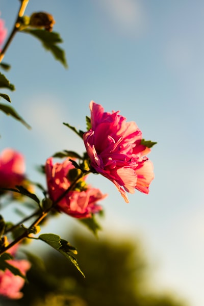 粉红色芙蓉花的选择性聚焦照片